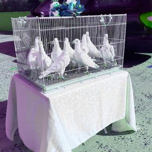 aurora funeral consultancy doves